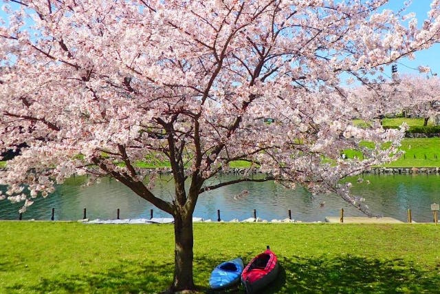 【東京 カヤック】桜×スカイツリー。　お花見カヤックツアー　