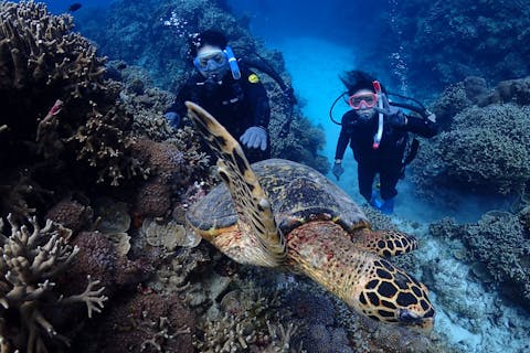 【沖縄・慶良間・北谷発】ケラマ諸島ボート体験ダイビング（1回）＆シュノーケリングツアー☆ライセンス不要・水中写真プレゼント付き☆