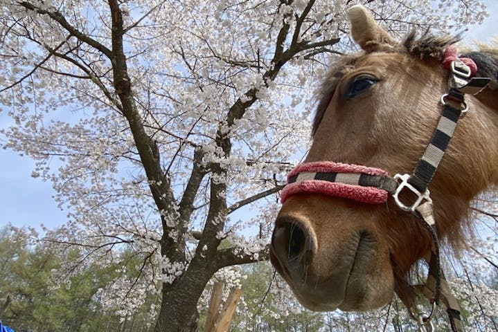 カナディアンキャンプ八ヶ岳