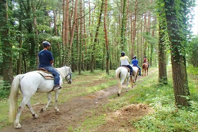 【山梨・乗馬】馬との森林浴を楽しむ、癒しの日帰りプラン