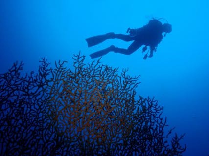 【体験・半日】少人数制を徹底！初島でじっくり体験ダイビング☆