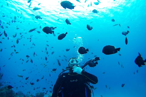 【鹿児島・奄美大島・体験ダイビング】ホエールウォッチングも楽しめる体験ダイビング