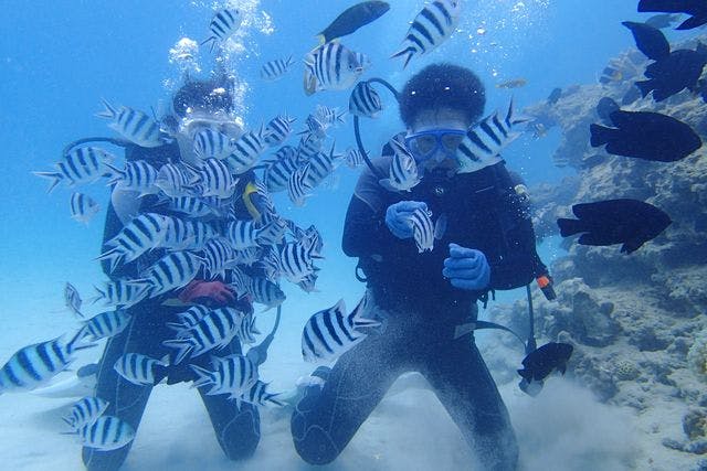 【沖縄・本部・体験ダイビング】トロピカルなお魚と対面！美ら海ビーチ体験ダイビング