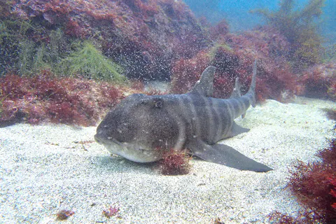 【1日・リフレッシュダイビング】基本からしっかり復習して、感覚を取り戻そう！