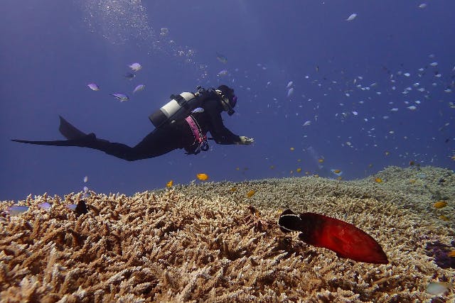 【沖縄・ビーチ・体験ダイビング】大サンゴ体験ダイビング