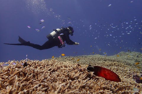 【沖縄・ビーチ・体験ダイビング】大サンゴ体験ダイビング