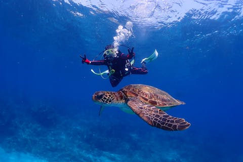 【屋久島・体験ダイビング】【プレミアム２ダイブ】【初心者専門店×無重力体験】１本目40分！２本目が超面白い♪専用施設完備！失敗しないワンランク上の体験ダイビング《屋久島ダイビングガイド夢心地》