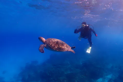 【屋久島・ウミガメ体験ダイビング】【専用施設完備】【フルサポートプラン】【当日コース変更OK】【貸切対応可】【スペシャル1ダイブ（60分）】《初心者専門店／屋久島ダイビングガイド夢心地》