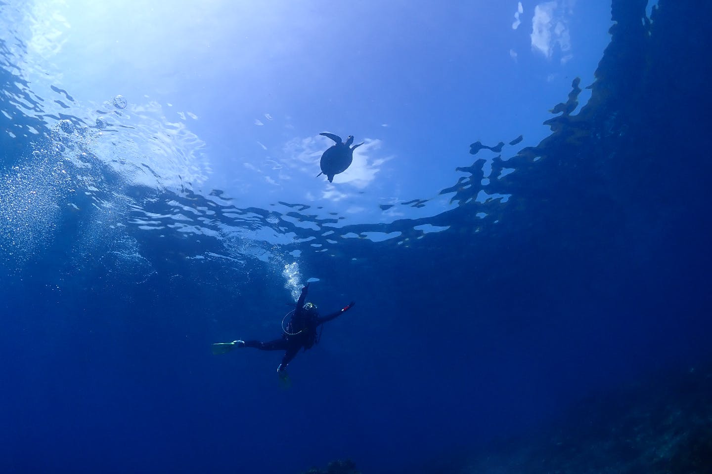 【屋久島・体験ダイビング】ウミガメに逢いに行くためのプレミアムコース！！1本目は時間無制限！