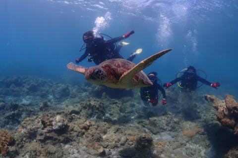 【初心者専門店×練習時間無制限】【屋久島】【ワンランク上の体験ダイビング】【プレミアム1ダイブ】【返金保証付】唯一無二の安心設計♪専用施設完備（温水シャワー＆更衣室）！《屋久島ダイビングガイド夢心地》