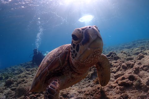 【屋久島・体験ダイビング・1ダイブ40分】初心者専門店で安心♪ウミガメ遭遇チャンス！【専用施設完備！】【貸切＆送迎可】【スタンダードコース】《屋久島ダイビングガイド“夢心地”》