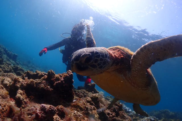 【冬季限定×貸切無料】【初心者専門店】屋久島ウミガメ体験ダイビング【Sプレミアム2ダイブ】｜練習無制限×上達重視の最上位プラン！専用施設完備《屋久島ダイビングガイド夢心地》