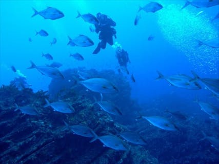 【ファンダイビング】深くダイナミックなポイントで潜ろう！勝浦でボートダイビング