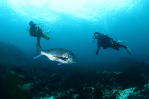 【ファンダイビング】浅瀬からエントリー。勝浦でビーチダイビング