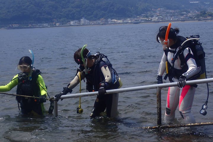 静岡 伊東市 体験ダイビング アソビュー 限定40 オフ ランチ 水中記念写真付き アソビュー