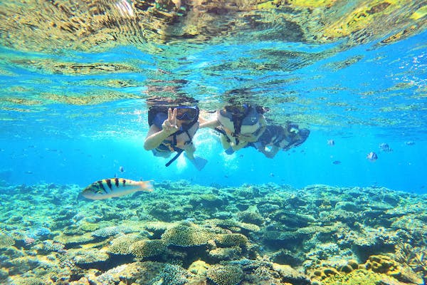 島バナナ⭐️15キロ⭐️訳あり 厳選農園バナナ アークスオンラインショップ Arcs Online Shop