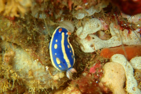 【愛知発・体験ダイビング】初心者大歓迎！2ダイブでダイビングの魅力を満喫！