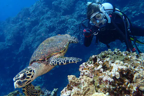 【ファンダイビング】3つのポイントを選んで潜れる！ケラマの海で魚になろう