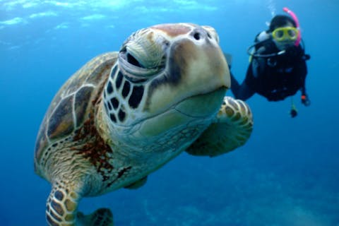 【沖縄・体験ダイビング＋シュノーケリングor追加ダ イビング】3つのポイントを楽しめる！ケラマの海を 遊び尽くそう