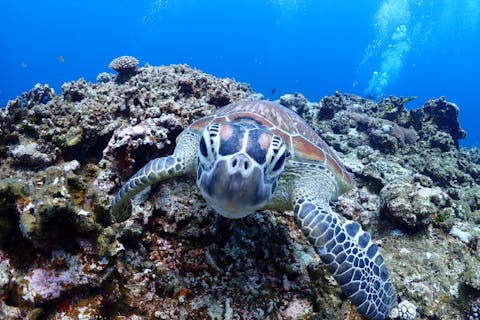 【体験ダイビング】感動と発見がいっぱいの海に飛び込もう！座間味島ダイビング