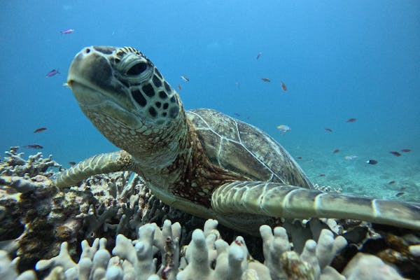 ウミガメフィギュア サンゴ礁ベース付き 楽天市場】ウミガメ リアル フィギュア 立体図鑑 ウミガメの親子