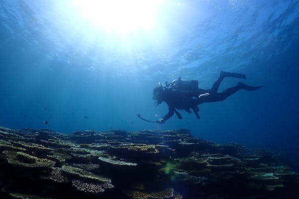 石垣島 体験ダイビング 初心者向け 幻の島上陸 ウミガメシュノーケルがセットのプレミアムプラン 器材レンタル 撮影データ無料キャンペーン中 アソビュー