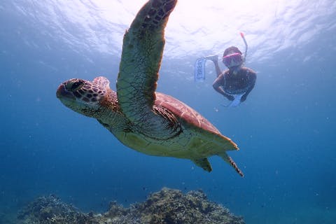 【石垣島/PM半日】サンゴの楽園ダイビング＆ウミガメシュノーケル〈写真データ無料プレゼント〉