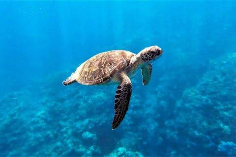 【石垣島川平・体験1ダイブ＆シュノーケル】川平自慢のサンゴ畑でダイビングに挑戦！マンタシュノーケルも！