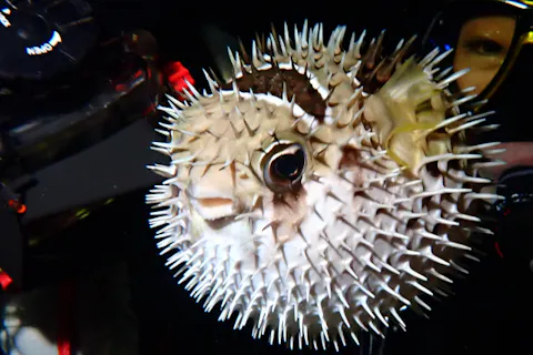 【宮古島・ビーチで潜るナイトダイビングツアー】水中ライト・コンピューターレンタル無料！GoProレンタル無料！