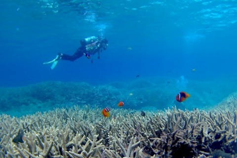 【奄美・体験ダイビング】シュノーケルも楽しめる！奄美の海を楽しみ尽くそう！（1日）