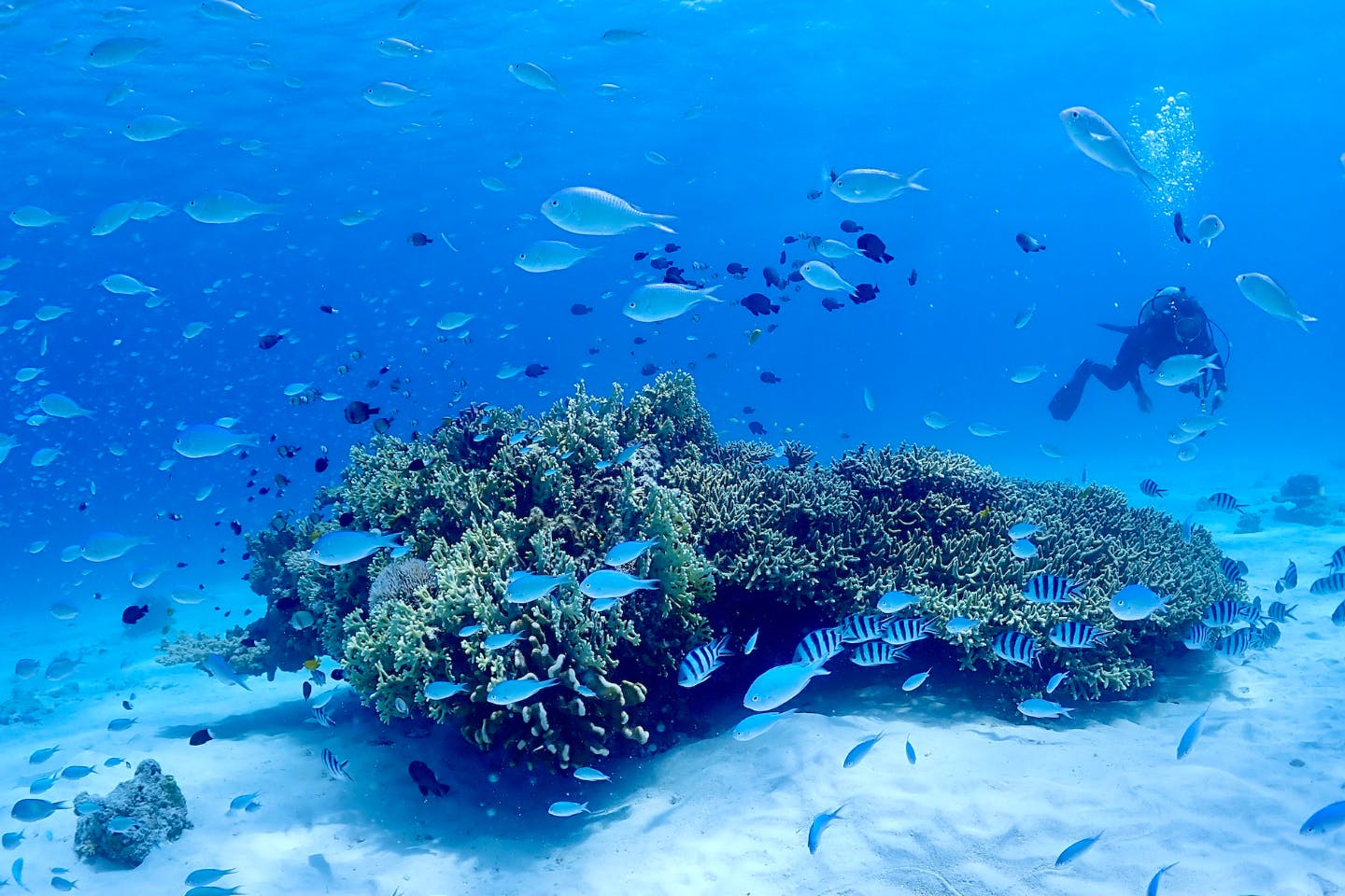 沖縄 体験ダイビング 座間味の海を満喫しよう ボートエントリーで魚たちの都へ 記念撮影あり アソビュー