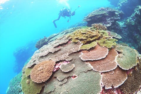 【奄美大島・体験ダイビング】ダイビングを満喫！1日2回体験ダイビング（写真撮影付）