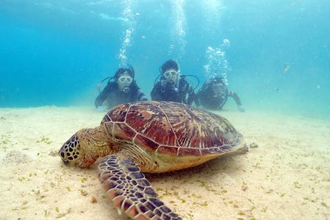 【奄美大島・体験ダイビング】海のアイドル・ウミガメと写真を撮ろう！ビーチ体験ダイビング