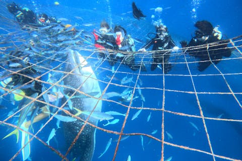 【沖縄・体験ダイビング】大迫力！ジンベエザメの餌付けを体験ダイビングで至近距離で観察しよう！！ジンベイザメツアー20年以上のショップだから出来る楽しい・安心・安全ツアー！！！