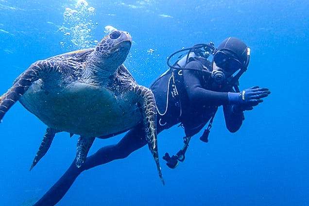 八丈島・体験ダイビング（3時間・ウミガメとの遭遇率90%・写真