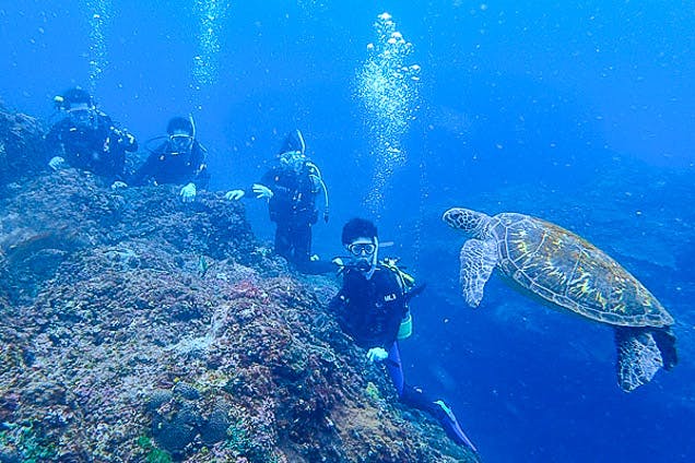 八丈島レグルスダイビングの割引プラン