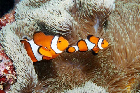 【沖縄・慶良間・ファンダイビング】初心者にオススメ！器材レンタル無料の午前慶良間発のファンダイビング