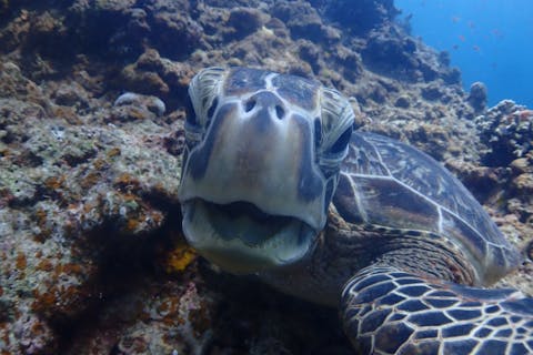 【沖縄県石垣島・2ダイブ・ファンダイビング】リピーター続出！夢中になれるファンダイビング