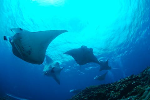 【沖縄県石垣島・3ダイブ・ファンダイビング】何度でも楽しみたい方に！ファンダイビングプラン