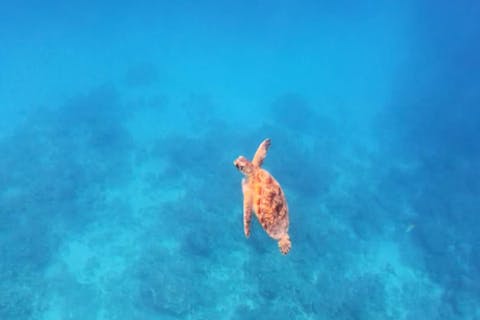 【石垣島・1日・体験ダイビング】2ダイブたっぷり潜れます！マンタをさがす体験ダイビング+シュノーケリング（写真データプレゼント）