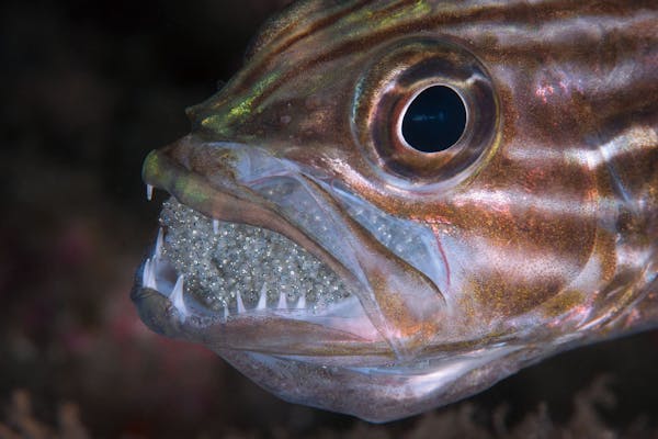 屋久島・ファンダイビング】初心者のためのリフレッシュダイビング！2