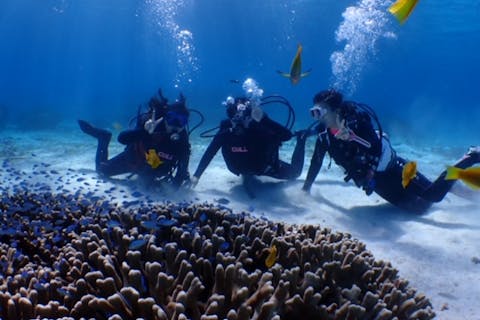 【鹿児島県ヨロン島・体験ダイビング】浅瀬のポイントで安心・安全！癒しの島で遊ぼう