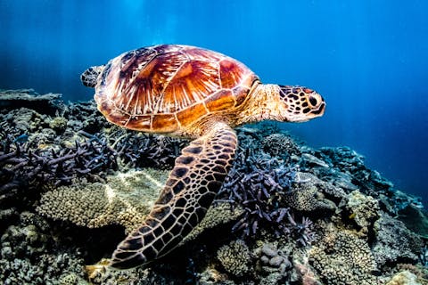 【宜野湾発・慶良間・体験ダイビング】ウミガメ探索コース！快適な自社船開催☆写真無料プレゼント☆送迎OK☆3本目OK☆お1人様～OK