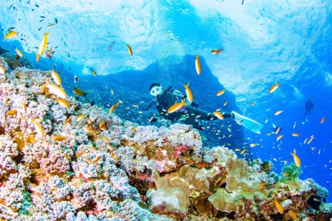 【沖縄・慶良間・ファンダイビング】当店でファンダイブを楽しもう！初来店限定プラン