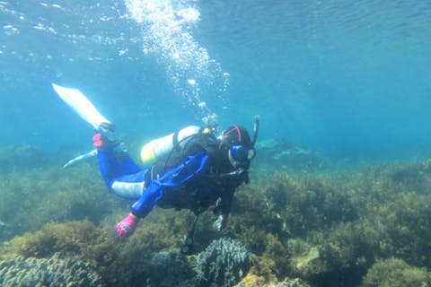 【桜島・ファンダイビング】鹿児島のシンボル桜島へフェリーで渡って2ビーチダイビング！〈ライセンス必須です〉