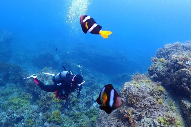 鹿児島・体験ダイビング】泳げない人でも安心！鹿児島の綺麗な海で体験ダイビング｜アソビュー！