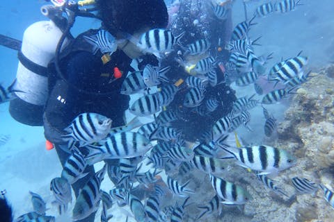 【沖縄県・本部町・ダイビング】浅瀬で基本練習から学ぶ！ビーチ体験ダイビング