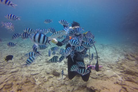 【沖縄県・本部町・体験ダイビング・ボート2ダイブ】気楽にトライ！体験ダイビング2回コース