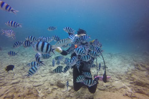 【沖縄県・本部町・体験ダイビング・ボート1ダイブ】気楽にトライ！体験ダイビング1回コース