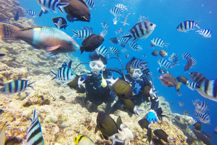 沖縄 北谷 体験ダイビング 初めてでも安心 お魚やサンゴのお花畑で美ら海ダイビング アソビュー